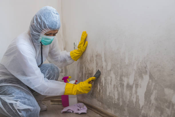 Professional Mold Remediation in Channahon, IL