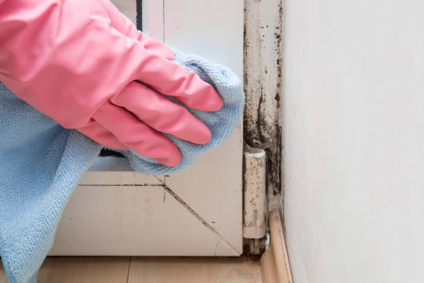 Why You Should Choose Our Mold Remediation Services in Channahon, IL